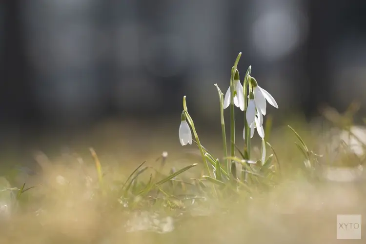 Fris en grotendeels droog winterweer, vanaf dinsdag temperaturen iets omhoog