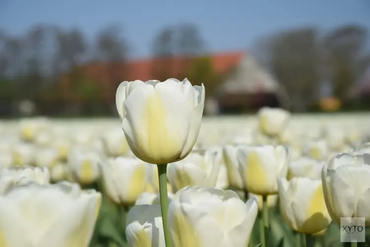 Tulpenroute Flevoland staat stil bij 75 jaar vrijheid