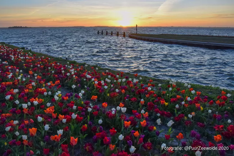 Tulpeiland en Tulpenroute Flevoland zijn er klaar voor  7e editie binnenkort van start!