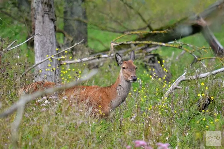 Edelherten Oostvaardersplassen mogen worden afgeschoten