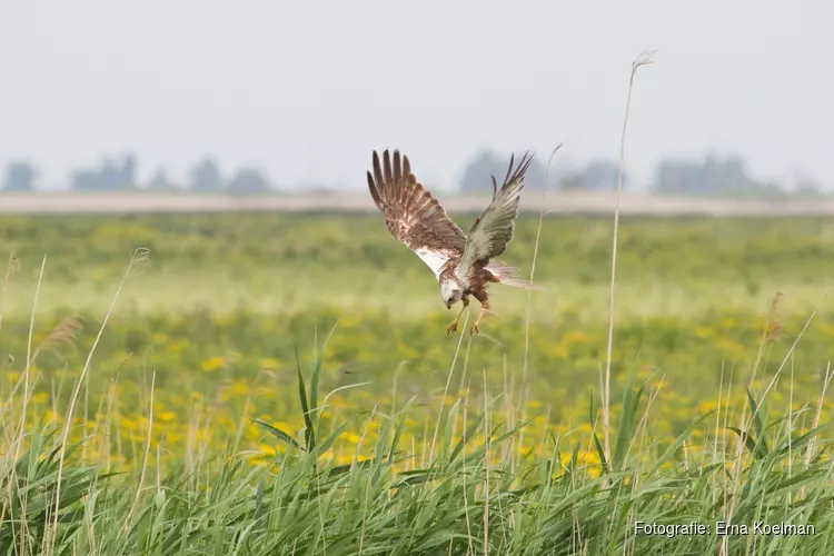 Nieuw: audiotour door het Kotterbos als Ode aan het Landschap