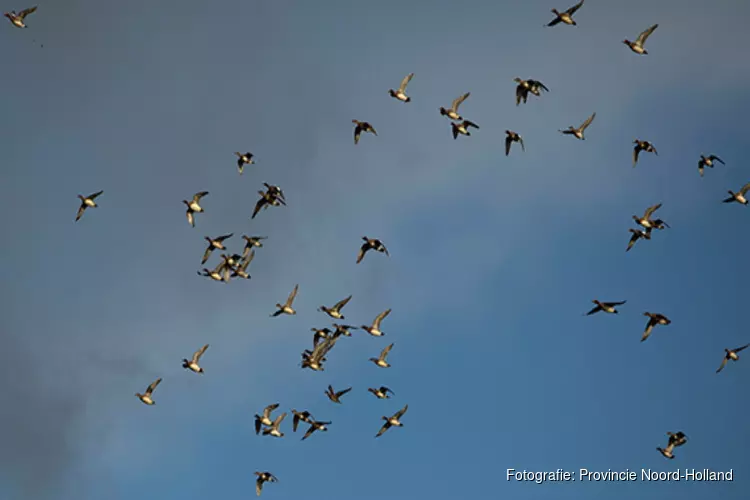 Natuurherstel Marker Wadden groot succes