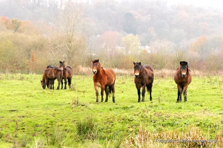 Przewalskipaarden Natuurpark Lelystad krijgen gezelschap van Exmoorpony’s