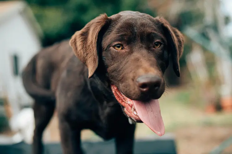 Gebeten door een hond? Dit moet u doen